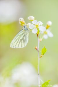 Pieris napi / Grünader-Weißling / Green-veined white