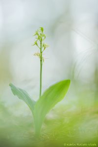 Liparis nemoralis / Wald-Glanzständel