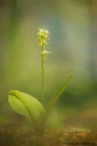 Liparis nemoralis / Wald-Glanzständel