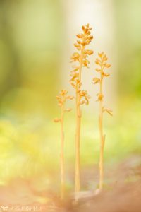 Neottia nidus-avis / Vogel-Nestwurz / bird's-nest orchid