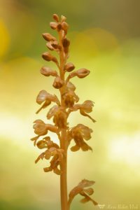 Neottia nidus-avis / Vogel-Nestwurz / bird's-nest orchid