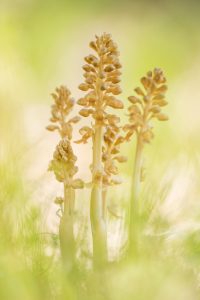 Neottia nidus-avis / Vogel-Nestwurz / bird's-nest orchid