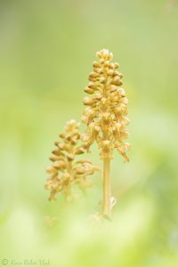 Neottia nidus-avis / Vogel-Nestwurz / bird's-nest orchid