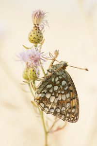 Fabriciana niobe / Mittlerer Perlmuttfalter / Niobe fritillary