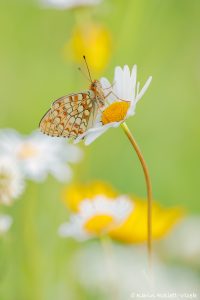 Fabriciana niobe / Mittlerer Perlmuttfalter / Niobe fritillary