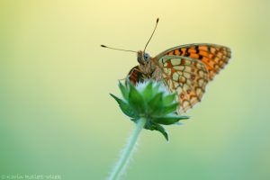 Fabriciana niobe / Mittlerer Perlmuttfalter / Niobe fritillary