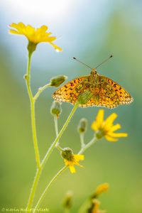 Fabriciana niobe / Mittlerer Perlmuttfalter / Niobe fritillary