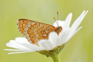 Euphydryas aurinia / Goldener Scheckenfalter / Marsh fritillary