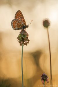 Euphydryas aurinia / Goldener Scheckenfalter / Marsh fritillary