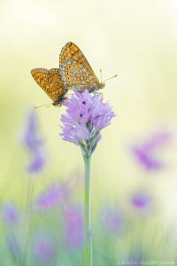 Euphydryas aurinia / Goldener Scheckenfalter / Marsh fritillary