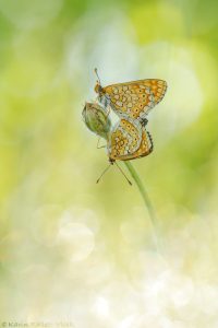 Euphydryas aurinia / Goldener Scheckenfalter / Marsh fritillary