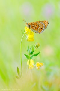 Euphydryas aurinia / Goldener Scheckenfalter / Marsh fritillary