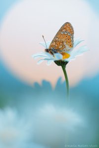 Euphydryas aurinia / Goldener Scheckenfalter / Marsh fritillary