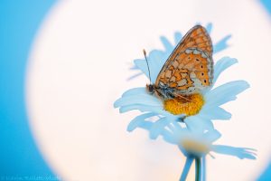 Euphydryas aurinia / Goldener Scheckenfalter / Marsh fritillary