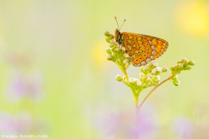 Euphydryas aurinia / Goldener Scheckenfalter / Marsh fritillary