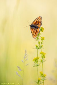 Euphydryas aurinia / Goldener Scheckenfalter / Marsh fritillary