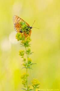 Euphydryas aurinia / Goldener Scheckenfalter / Marsh fritillary