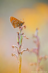 Euphydryas aurinia / Goldener Scheckenfalter / Marsh fritillary