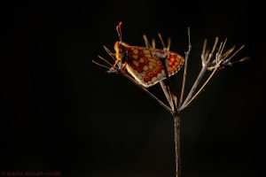 Euphydryas aurinia / Goldener Scheckenfalter / Marsh fritillary