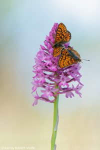 Euphydryas aurinia / Goldener Scheckenfalter / Marsh fritillary