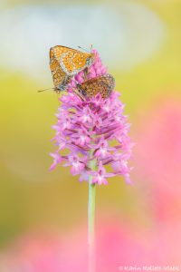 Euphydryas aurinia / Goldener Scheckenfalter / Marsh fritillary