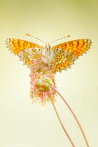 Melitaea cinxia / Wegerich-Scheckenfalter / Glanville fritillary