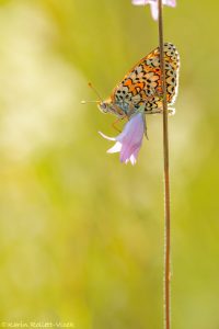 Melitaea cinxia / Wegerich-Scheckenfalter / Glanville fritillary