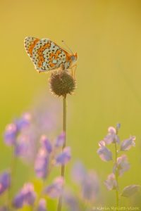 Melitaea cinxia / Wegerich-Scheckenfalter / Glanville fritillary