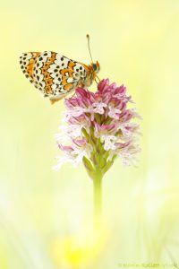 Melitaea cinxia / Wegerich-Scheckenfalter / Glanville fritillary