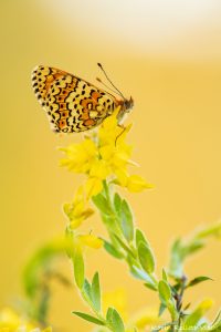 Melitaea cinxia / Wegerich-Scheckenfalter / Glanville fritillary