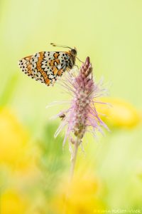 Melitaea cinxia / Wegerich-Scheckenfalter / Glanville fritillary