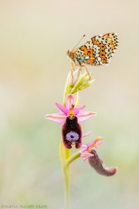 Melitaea cinxia / Wegerich-Scheckenfalter / Glanville fritillary