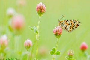 Melitaea cinxia / Wegerich-Scheckenfalter / Glanville fritillary