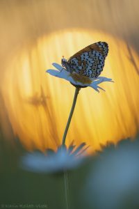 Melitaea cinxia / Wegerich-Scheckenfalter / Glanville fritillary