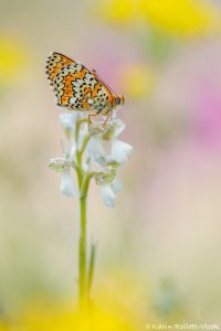 Melitaea cinxia / Wegerich-Scheckenfalter / Glanville fritillary