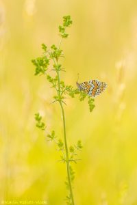 Melitaea cinxia / Wegerich-Scheckenfalter / Glanville fritillary