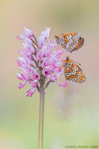 Melitaea cinxia / Wegerich-Scheckenfalter / Glanville fritillary