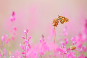 Melitaea cinxia / Wegerich-Scheckenfalter / Glanville fritillary