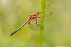 Orthetrum albistylum / Östlicher Blaupfeil