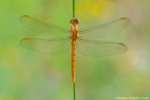 Orthetrum brunneum / Südlicher Blaupfeil