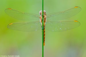 Orthetrum brunneum / Südlicher Blaupfeil