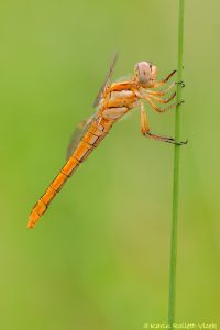 Orthetrum brunneum / Südlicher Blaupfeil