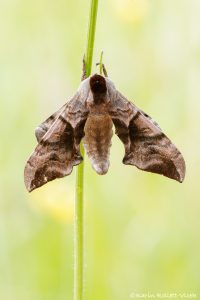 Smerinthus ocellata / Abendpfauenauge / Eyed hawk-moth