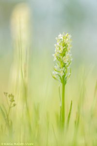 Dactylorhiza ochroleuca / Strohgelbes Knabenkraut