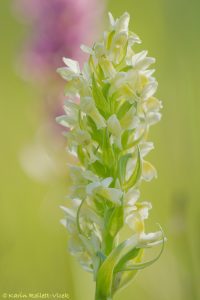 Dactylorhiza ochroleuca / Strohgelbes Knabenkraut