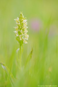 Dactylorhiza ochroleuca / Strohgelbes Knabenkraut