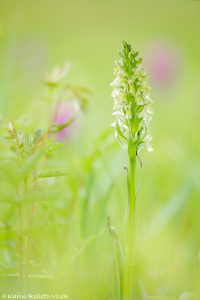 Dactylorhiza ochroleuca / Strohgelbes Knabenkraut