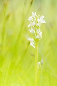 Dactylorhiza ochroleuca / Strohgelbes Knabenkraut