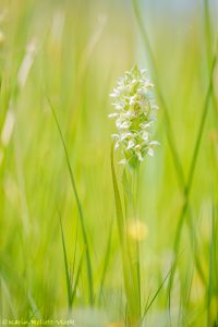 Dactylorhiza ochroleuca / Strohgelbes Knabenkraut