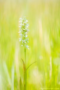 Dactylorhiza ochroleuca / Strohgelbes Knabenkraut